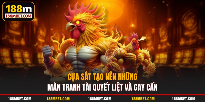 Cựa sắt tạo nên những màn tranh tài quyết liệt và gay cấn