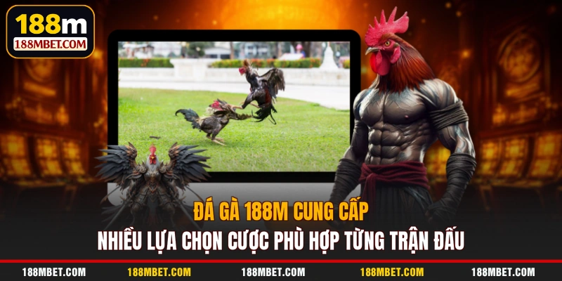 Đá gà 188M cung cấp nhiều lựa chọn cược phù hợp từng trận đấu