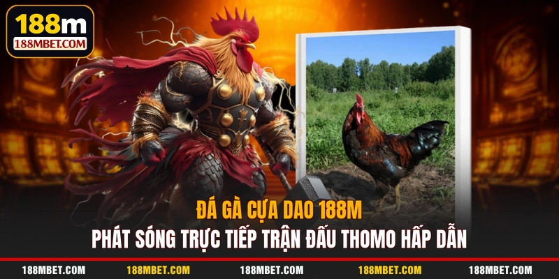 Đá gà cựa dao 188M phát sóng trực tiếp trận đấu Thomo hấp dẫn